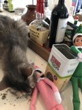 Cat and Elf on the Counter