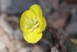 Sunny Bloom