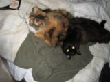 Feline Friends on the Couch