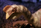 Majestic Vulture
