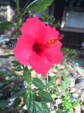Vibrant Geranium Blossom Beside a Charming Brown House