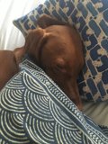 The Sweetest Dreams