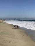 Beach Hounds
