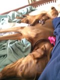 Canine Cuddles on Cozy Bedding