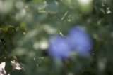 Blurry Blue Bloom
