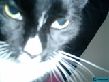 Mysterious Black Cat