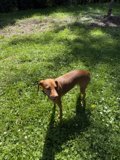 Sunlit Stroll in Guerneville