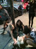 Canine Encounter on the City Sidewalk