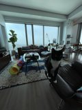 Feline Relaxation in the Living Room