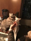 Feline Foodfight
