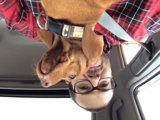Man and Dog's Loving Bond