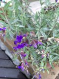 Purple Geraniums in Full Bloom