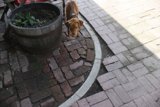 Potted Plant and Pup on Path