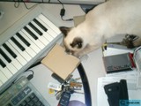 The Purrfect Workspace Companion