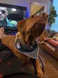 Laurence Fishburne and His Canine Companion