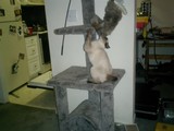 Feline Fun on a Cat Tree