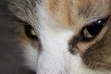 Feline Focus