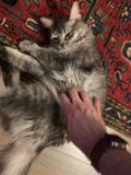 Cozy Evening with Feline Company