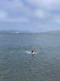 Dog Paddles in the Pacific