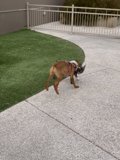 A Boxer and Bulldog Walk by the Fence