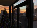 Festive Fir in City Window