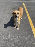 Roadside Companion