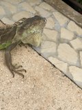 A Walkway Companion