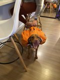 Canine Backpacker