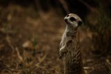 Meerkat Vigilance at the Oakland Zoo