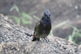 Majestic Gaze of a Finch at Honolulu Zoo