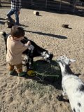 Farmyard Friends