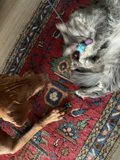 Furry Friends at Play