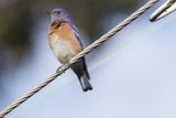 Perched Beauty in Blue