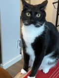 Regal Manx Cat on Red Rug