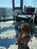Cozy Companion in San Francisco