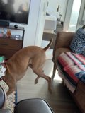 Jumping for Joy on the Couch