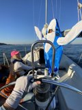 Shark Attack on a Sailboat