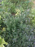 Purple Geraniums in an Altadena Garden