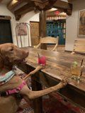 Dog's Night Out