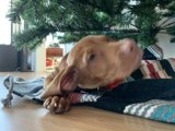 A Hound's Christmas Dream