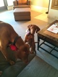 Living Room Rascal