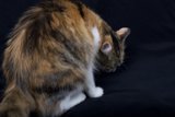 Serene Manx Cat