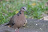 Graceful Visitor at Honolulu Zoo
