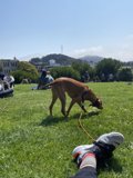 A Canine's Delight in Alamo Square