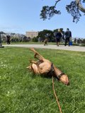Grass Pup