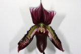 Vibrant Orchid