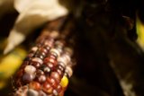 A Rainbow of Corn