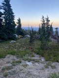 A Canine's Camping Adventure