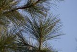 Whispering Pines