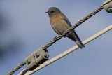 Perched Beauty in Blue